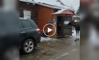 Прикормленный лось пришел к деревенскому магазину за вкусняшками