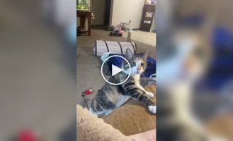 Наполеглива кішка