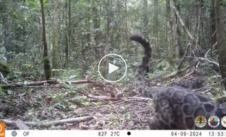 Rare footage: a camera trap captured a family of Bornean clouded leopards