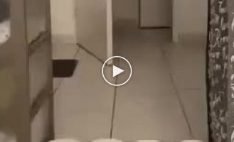 Проверим насколько кот хочет в туалет