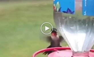 Колибри ловко сбросила осу