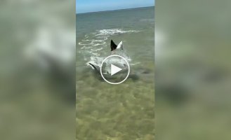 Похилість в останній момент ухилився від акули