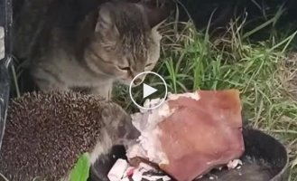 A hearty lunch of a hedgehog and a cat