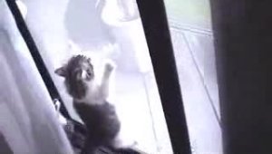 Котенки атакуют дверную сетку
