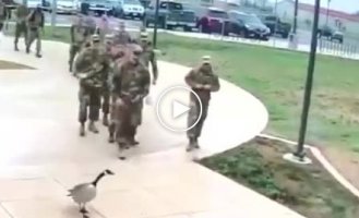 Агрессивный гусь атаковал американского солдата