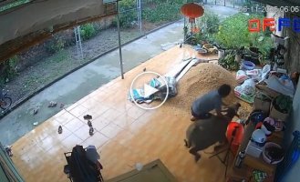 Разъяренный буйвол ворвался в дом, но мужчина сумел его усмирить