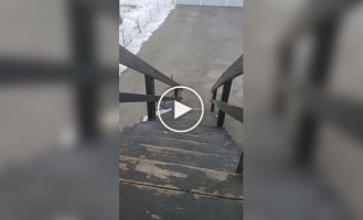 Суровый пес и лестница