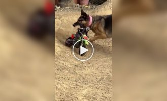 Коварный план провалился: Нападение «гигантской» овчарки на мотоциклиста