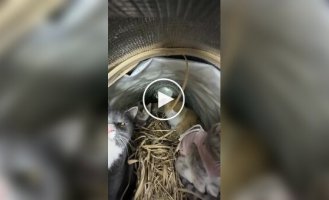 Мини-теплицы для уличных кошек