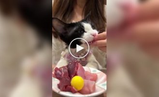 Кот настоящий ценитель еды