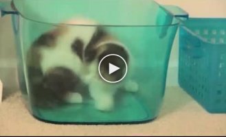 Котенок гоняется за своим отражением