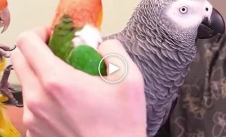 Jaco - the most intelligent parrots in the world