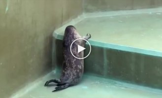 Попытка тюленя залезть повыше