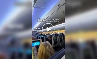 Владельцы кошек обеспечили своим питомцам отдельные посадочные места в самолете