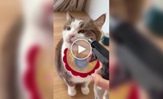 Кошка полюбила пульверизатор