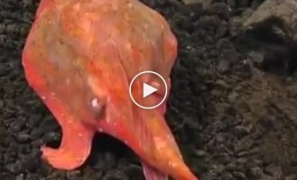 Fish with walking feet