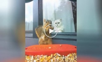 “Someday I’ll catch you”: the squirrel hypnotized the cat