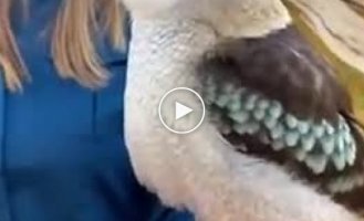Kookaburra and why they don’t bring her home