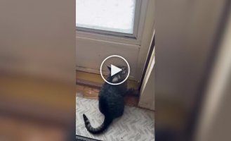 Кот ругается, когда видит снег
