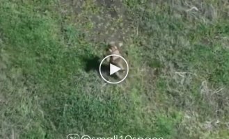 Одноногий оккупант скачет по тропе