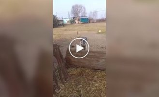 Пес покарав провокатора