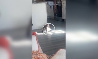 Animals (short videos). Release 93