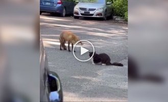 Meeting of a fox and a cat on the road
