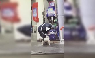 Нестандартне миття собаки