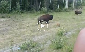 Хорошая попытка: питбуль переоценил свои силы, когда решил напасть на бизона
