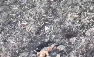 Ukrainian drone woke up an occupier with a precise drop of ammunition: footage of the agony of a Russian soldier