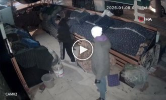 Нічні любителі цибулі