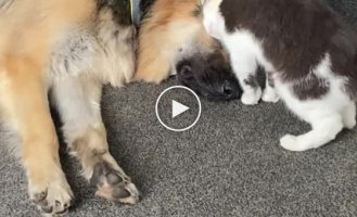 The cat doesn't let the dog sleep