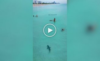Морський хижак біля берега: жінка встала між акулою та своїм собакою