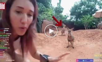 Kangaroo beat up girl during live broadcast from zoo