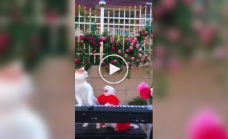 Creative differences in cat duo
