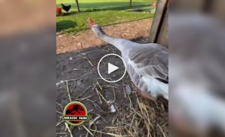 У гуся проснулась генетическая память