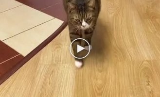 Very obedient cat who knows commands