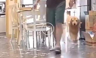 В поисках потерянной тапки
