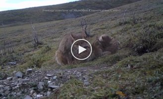 Китайская горная кошка животное, находящееся на грани вымирания