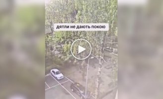 Woodpecker prevents a man from falling asleep