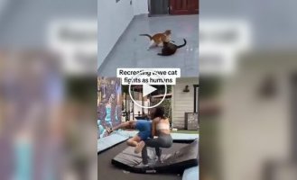Коти ті ще рестлери