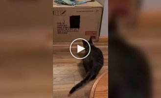 A cat's attempt to jump into a drawn hole