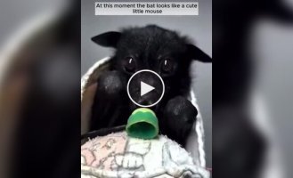 A girl saved and raised a baby flying fox