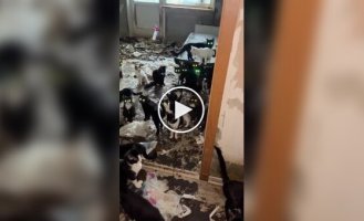 После смерти пенсионерки в квартире обнаружили около 80 кошек