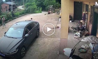 Находчивая кошка нашла необычный способ выбраться из машины