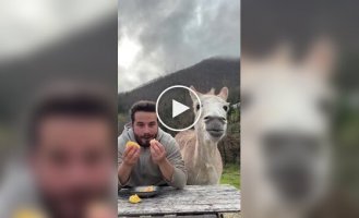 Touching friendship: a donkey and its owner eat oranges