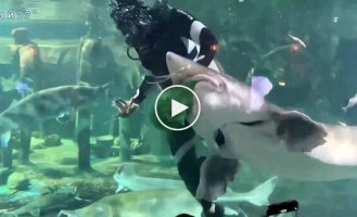 A large fish attacked a diver in an aquarium