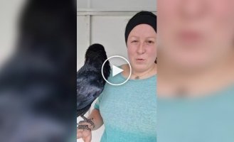 Ручной ворон поражает всех своим человеческим голосом