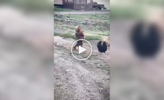 Ребенок донес сбежавшую курицу, несмотря на конфуз