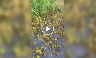Шлюбний сезон у жаб